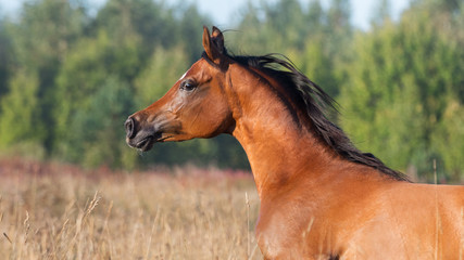 A chestnut arabian horse head closeup, portrait in motion on natural background