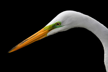 Portrait of a white tropical heron on a contrasting black background