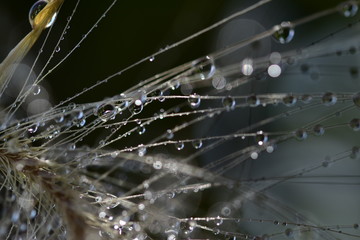 Macro photo of large drops of water on thin threads of an ear of wheat