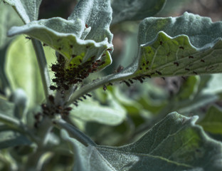 Aphids