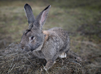 Big gray rabbit on a haystack close-up