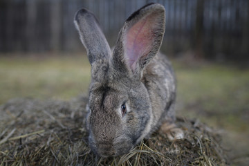 Naklejka na ściany i meble Big gray rabbit on a haystack in the garden