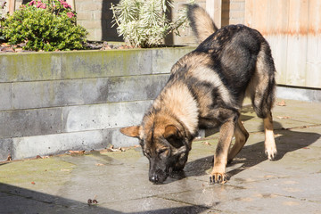 Fototapete bei efototapeten.de bestellen   