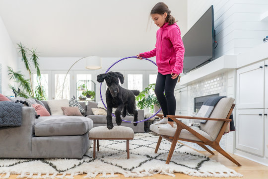 Black standard poodle jumping through a hula hoop in the living room