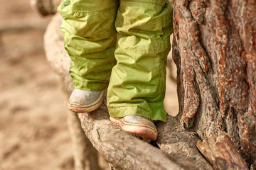 Fototapeta premium Low section of a child girl in warm clothing climbing over huge roots of a pine tree at the beginning of spring in March in Germany