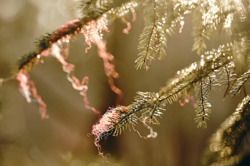 Closeup of spruce branch in backlight with fibres of red  absorbent cotton. Seen in Germany in March