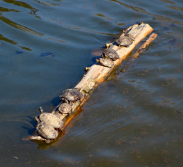 Turtles sunning themselves on a floating log at the millpond in Setauket, NY.  Copy space.
