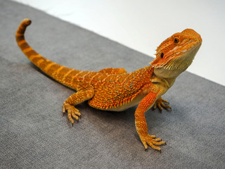 bearded Agama Australian lizard close up