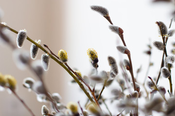 a bouquet of willow twigs with fluffy buds blooming yellow small flowers in daylight © Elena