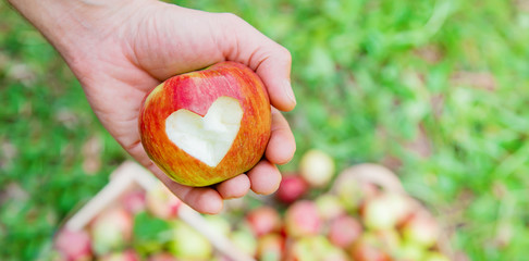 Man gardener picks apples in the garden in the garden. Selective focus.