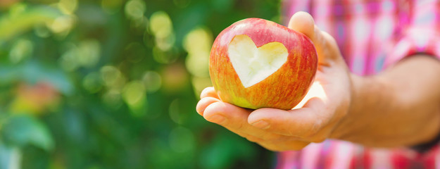 Man gardener picks apples in the garden in the garden. Selective focus.