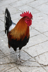 rooster in a zoo in chiang mai (thailand) 