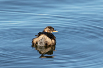 A little grebe swimming in blue water - Tachybaptus ruficollis