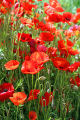Close up of a bank of poppies