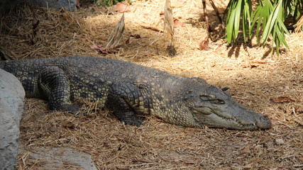 crocodile in a zoo in chiang mai (thailand) 