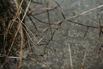 macro water close look in lake