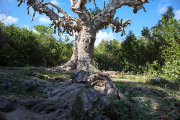 Ancient cactus. 500 years . Cuba