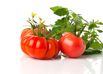 fresh tomatoes on a white background