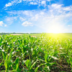 Fototapeta premium Green corn field and bright sunrise against the blue sky.