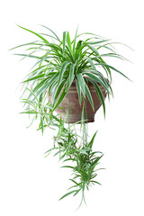 Spider Plant or Chlorophytum bichetii (Karrer) Backer in brown pot isolated on white background included clipping path.