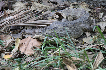 crocodile in a zoo in chiang mai (thailand) 