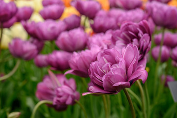 Obraz na płótnie Canvas Purple Tulips Open in Spring
