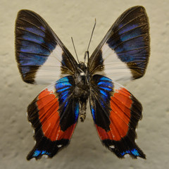 Fototapeta na wymiar Papillon 2