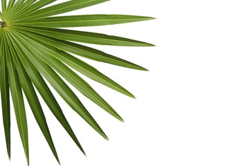 Obraz premium Fresh green tropical leaf isolated on white