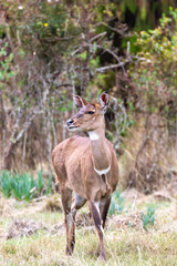 Naklejka na ściany i meble Beautiful animal, female of Mountain Nyala in natural habitat. Endemic antelope, Bale mountains Ethiopia, safari wildlife