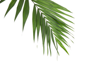 Fresh green tropical leaf isolated on white