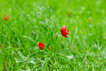 Red wild anemones flowers in bloom in the grass in the sun on a blurred background, Israel