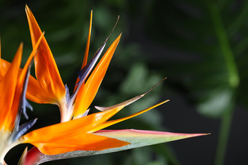 Fototapeta na wymiar Bird of Paradise tropical flower on blurred background, closeup