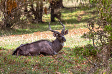 Beautiful animal, male of Mountain Nyala in natural habitat. Endemic antelope, Bale mountains Ethiopia, safari wildlife
