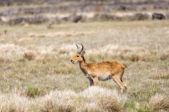 antelope Bohor reedbuck, Redunca redunca, Bale mountain, Ethiopia, Africa Safari wildlife