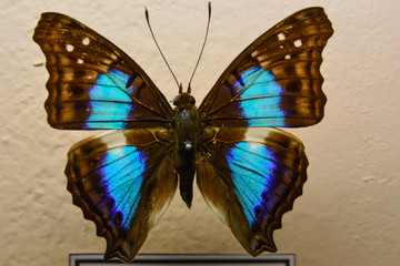 Papillon 3