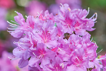 Rhododendron Flower Closeup, Ericaceae Family