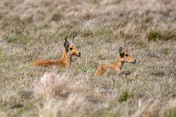 antelope Bohor reedbuck, Redunca redunca, Bale mountain, Ethiopia, Africa Safari wildlife