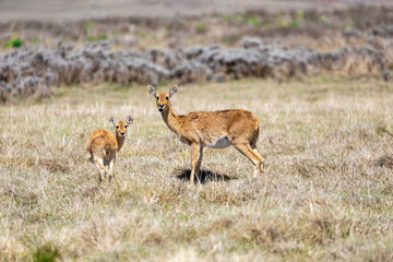 antelope Bohor reedbuck, Redunca redunca, Bale mountain, Ethiopia, Africa Safari wildlife