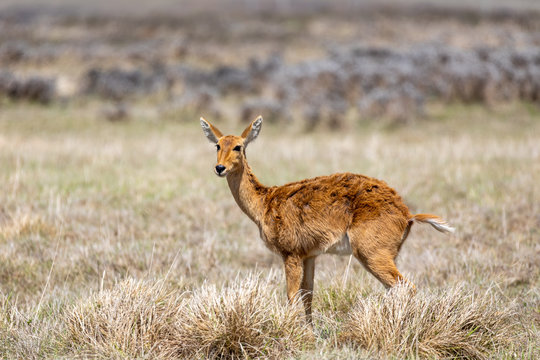 antelope Bohor reedbuck, Redunca redunca, Bale mountain, Ethiopia, Africa Safari wildlife
