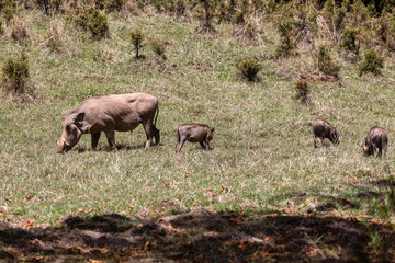 Warthog family with piglets in natural habitat Bale Mountain, Phacochoerus Aethiopicus. Ethiopia, Africa safari wildlife