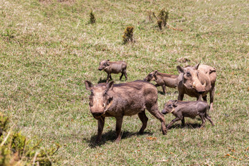 Warthog family with baby piglets in natural habitat Bale Mountain, Phacochoerus Aethiopicus. Ethiopia, Africa safari wildlife