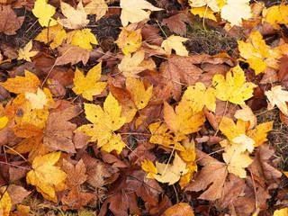 Yellow autumnal leaves as nature background.