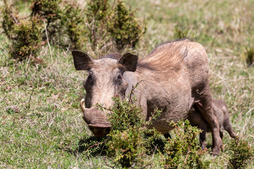Warthog with baby piglets drinks milk from mother in natural habitat Bale Mountain, Phacochoerus Aethiopicus. Ethiopia, Africa safari wildlife