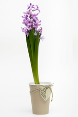 hyacinth in craft pepper cup with decoration on white background isolated