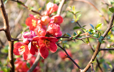 Japanese Quince (Chaenomeles japonica).