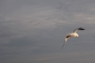 Seagulls and pigeons on the seashore on the beach on a sunny spring day.