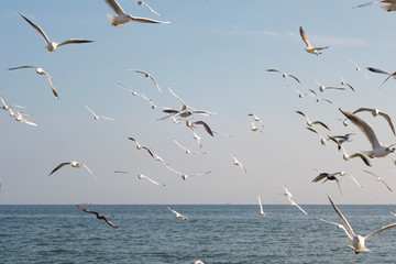 Seagulls and pigeons on the seashore on the beach on a sunny spring day.