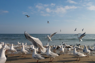 Seagulls and pigeons on the seashore on the beach on a sunny spring day.
