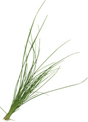 copula of grass isolated on white with a rope