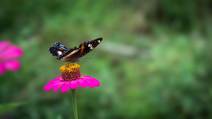 Beautiful butterfly shot on the magenta flower with bokeh blurry background